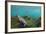 Marine Iguana Underwater, Fernandina Island, Galapagos, Ecuador-Pete Oxford-Framed Photographic Print