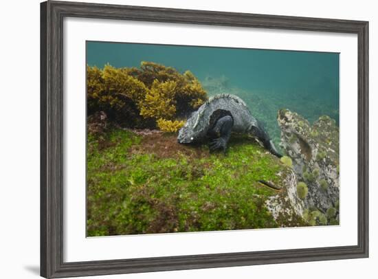 Marine Iguana Underwater, Fernandina Island, Galapagos, Ecuador-Pete Oxford-Framed Photographic Print