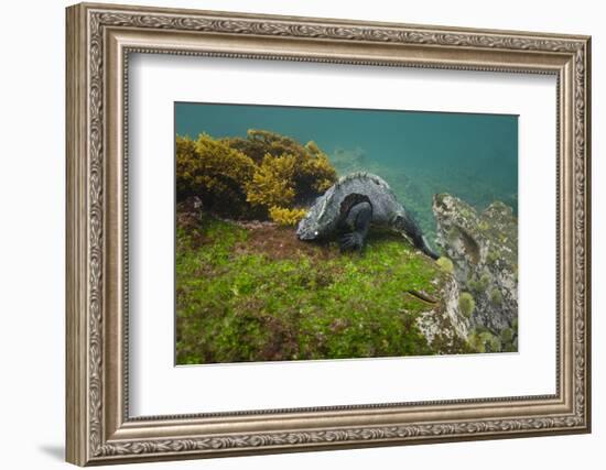 Marine Iguana Underwater, Fernandina Island, Galapagos, Ecuador-Pete Oxford-Framed Photographic Print