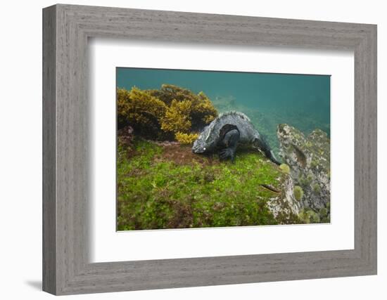 Marine Iguana Underwater, Fernandina Island, Galapagos, Ecuador-Pete Oxford-Framed Photographic Print