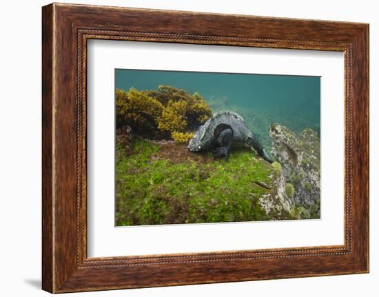 Marine Iguana Underwater, Fernandina Island, Galapagos, Ecuador-Pete Oxford-Framed Photographic Print