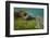 Marine Iguana Underwater, Fernandina Island, Galapagos, Ecuador-Pete Oxford-Framed Photographic Print