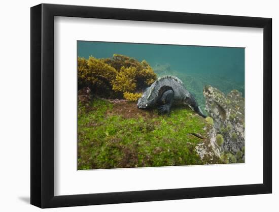 Marine Iguana Underwater, Fernandina Island, Galapagos, Ecuador-Pete Oxford-Framed Photographic Print