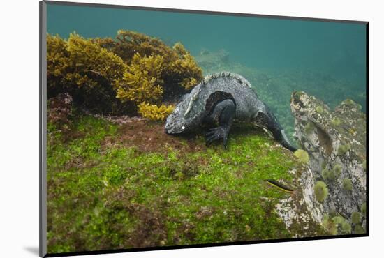 Marine Iguana Underwater, Fernandina Island, Galapagos, Ecuador-Pete Oxford-Mounted Photographic Print