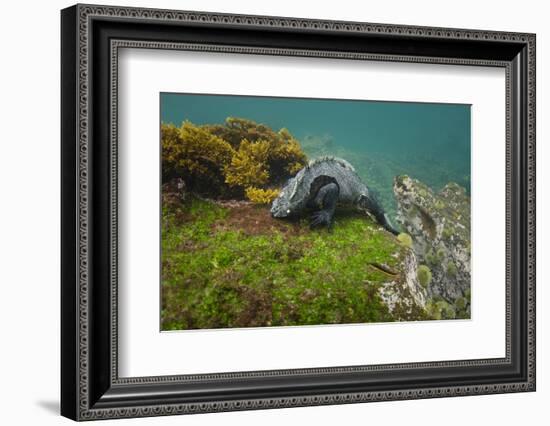 Marine Iguana Underwater, Fernandina Island, Galapagos, Ecuador-Pete Oxford-Framed Photographic Print