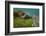 Marine Iguana Underwater, Fernandina Island, Galapagos, Ecuador-Pete Oxford-Framed Photographic Print