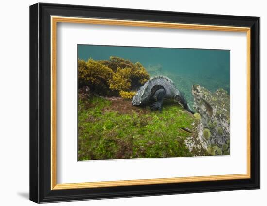 Marine Iguana Underwater, Fernandina Island, Galapagos, Ecuador-Pete Oxford-Framed Photographic Print