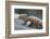 Marine Iguana Warming on a Rock-DLILLC-Framed Photographic Print