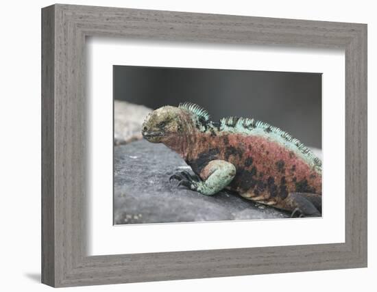 Marine Iguana Warming on a Rock-DLILLC-Framed Photographic Print