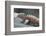 Marine Iguana Warming on a Rock-DLILLC-Framed Photographic Print