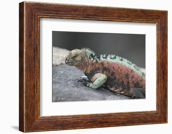 Marine Iguana Warming on a Rock-DLILLC-Framed Photographic Print