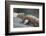 Marine Iguana Warming on a Rock-DLILLC-Framed Photographic Print