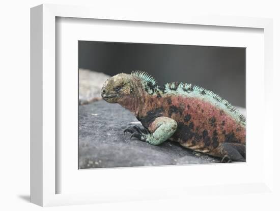 Marine Iguana Warming on a Rock-DLILLC-Framed Photographic Print