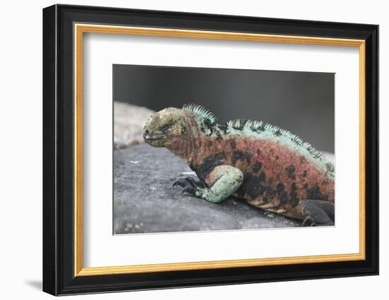 Marine Iguana Warming on a Rock-DLILLC-Framed Photographic Print