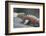 Marine Iguana Warming on a Rock-DLILLC-Framed Photographic Print