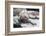 Marine Iguana Warming on a Rock-DLILLC-Framed Photographic Print