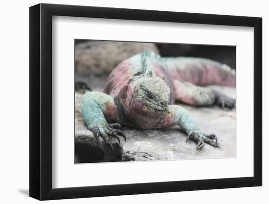 Marine Iguana Warming on a Rock-DLILLC-Framed Photographic Print