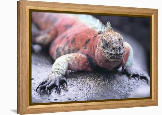 Marine Iguana-DLILLC-Framed Premier Image Canvas