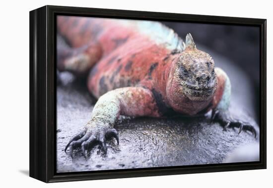 Marine Iguana-DLILLC-Framed Premier Image Canvas