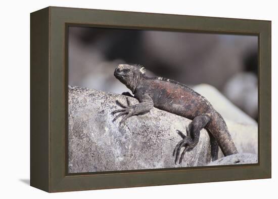 Marine Iguana-DLILLC-Framed Premier Image Canvas