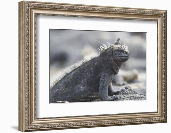 Marine Iguana-DLILLC-Framed Photographic Print