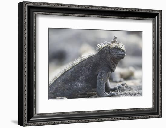 Marine Iguana-DLILLC-Framed Photographic Print