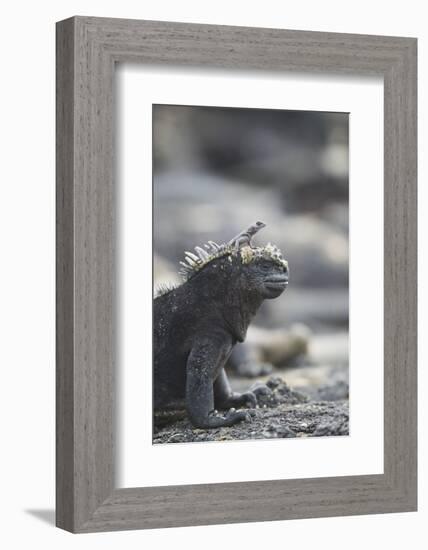 Marine Iguana-DLILLC-Framed Photographic Print