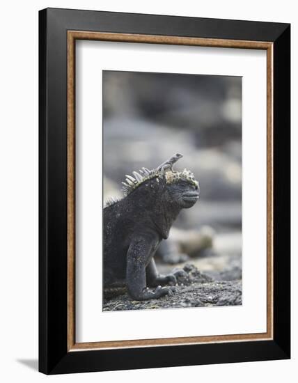 Marine Iguana-DLILLC-Framed Photographic Print