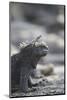 Marine Iguana-DLILLC-Mounted Photographic Print