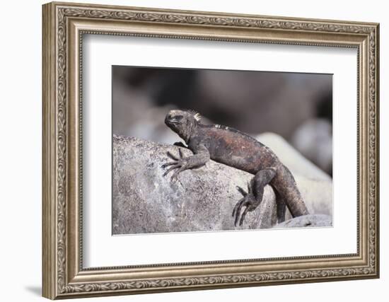 Marine Iguana-DLILLC-Framed Photographic Print