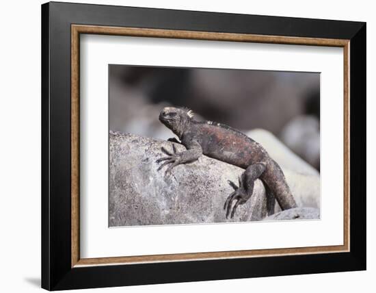 Marine Iguana-DLILLC-Framed Photographic Print