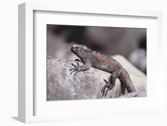 Marine Iguana-DLILLC-Framed Photographic Print