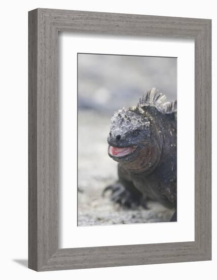 Marine Iguana-DLILLC-Framed Photographic Print