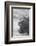 Marine Iguana-DLILLC-Framed Photographic Print