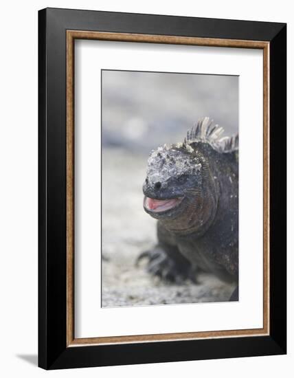 Marine Iguana-DLILLC-Framed Photographic Print