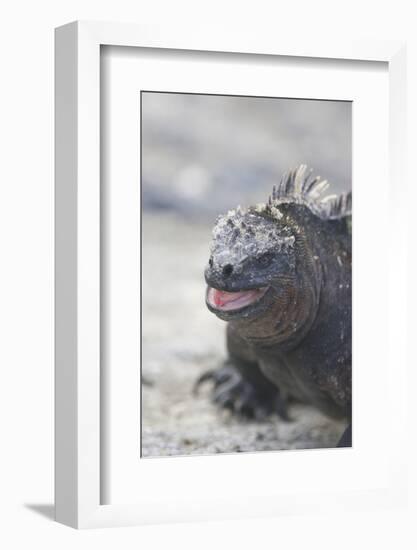 Marine Iguana-DLILLC-Framed Photographic Print