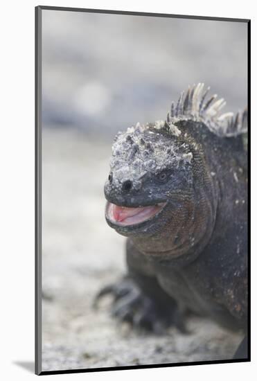 Marine Iguana-DLILLC-Mounted Photographic Print