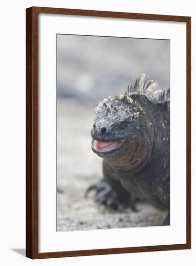 Marine Iguana-DLILLC-Framed Photographic Print