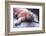 Marine Iguana-DLILLC-Framed Photographic Print