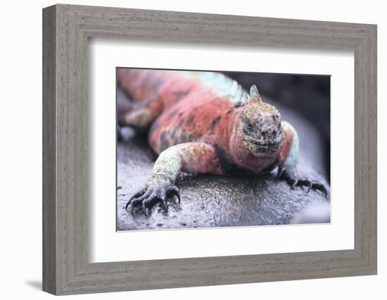 Marine Iguana-DLILLC-Framed Photographic Print