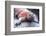 Marine Iguana-DLILLC-Framed Photographic Print