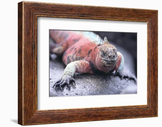 Marine Iguana-DLILLC-Framed Photographic Print