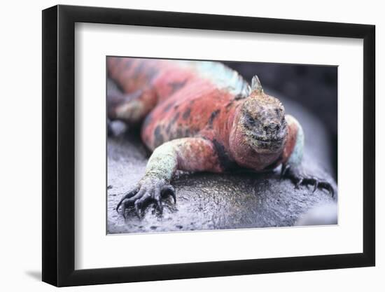 Marine Iguana-DLILLC-Framed Photographic Print