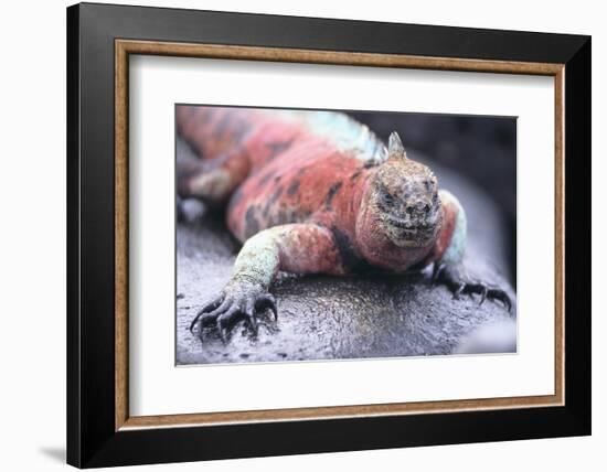 Marine Iguana-DLILLC-Framed Photographic Print