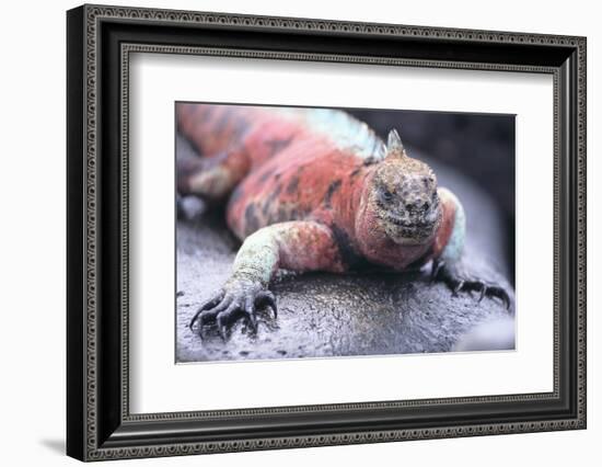 Marine Iguana-DLILLC-Framed Photographic Print