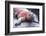 Marine Iguana-DLILLC-Framed Photographic Print