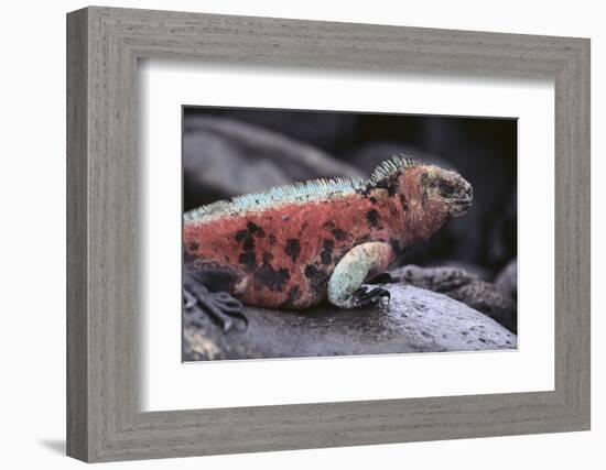 Marine Iguana-DLILLC-Framed Photographic Print