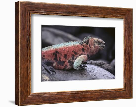 Marine Iguana-DLILLC-Framed Photographic Print