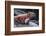 Marine Iguana-DLILLC-Framed Photographic Print