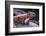 Marine Iguana-DLILLC-Framed Photographic Print